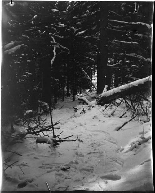 Trail to spring through trees