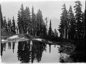 Pond near Quinault River