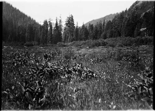 Mountain meadow