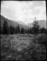 Landscape near Early Winters Creek