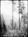 Landscape along Methow River