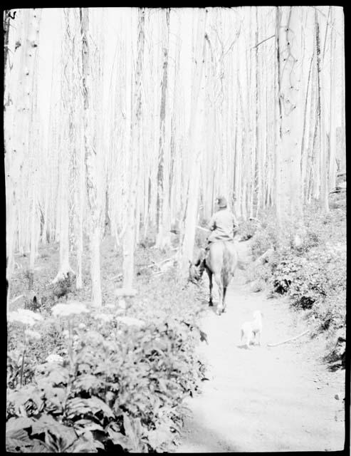 Man riding a horse, with a dog following