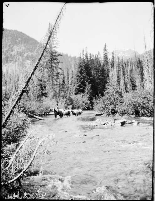 Mathews on horseback, crossing the Pasayten River