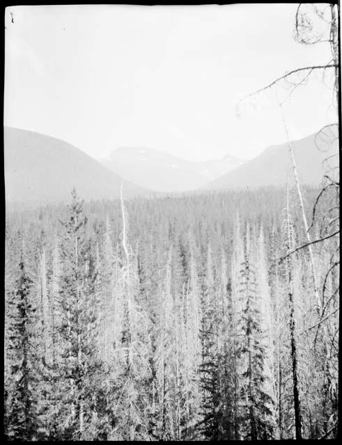 Landscape near East Fork of Pasayten River