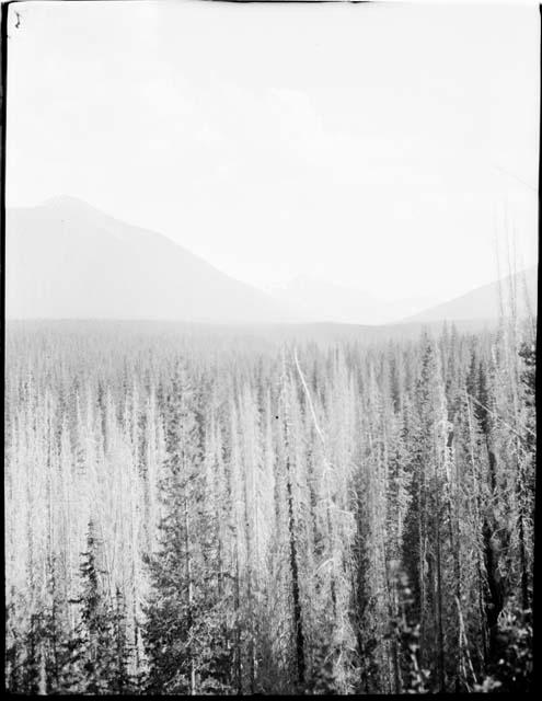 Landscape near East Fork of Pasayten River