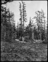 Larch trees near timberline