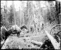 Horses walking through downed timber