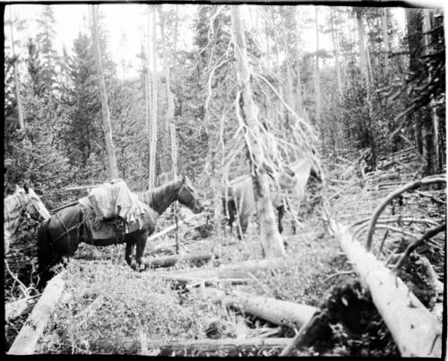 Horses walking through downed timber