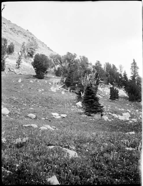 Pines on hillside