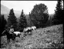 Roland B. Dixon on horseback, with pack horses following