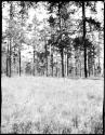 Aspen, larch and yellow pine forest