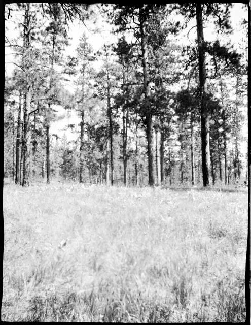 Aspen, larch and yellow pine forest