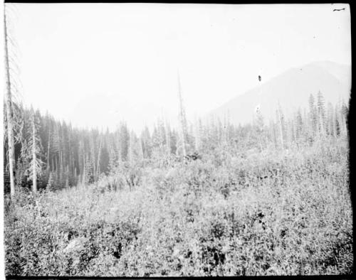 Mountain near head of Early Winters Creek