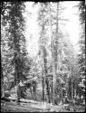 Forest on Mount Shasta