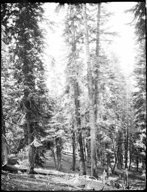 Forest on Mount Shasta