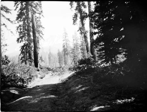 Forest on Mount Shasta