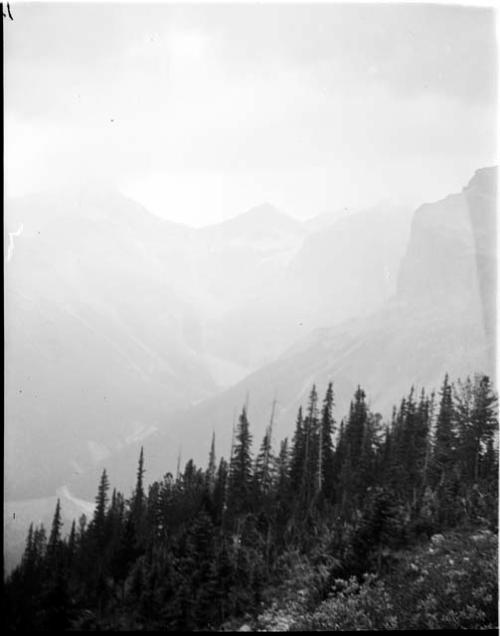 Trees and mountains near Emerald Lake