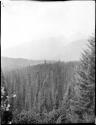 Trees and mountains near Emerald Lake