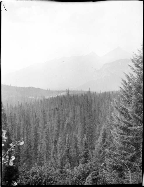 Trees and mountains near Emerald Lake