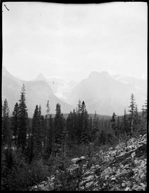 Trees and mountains near Emerald Lake