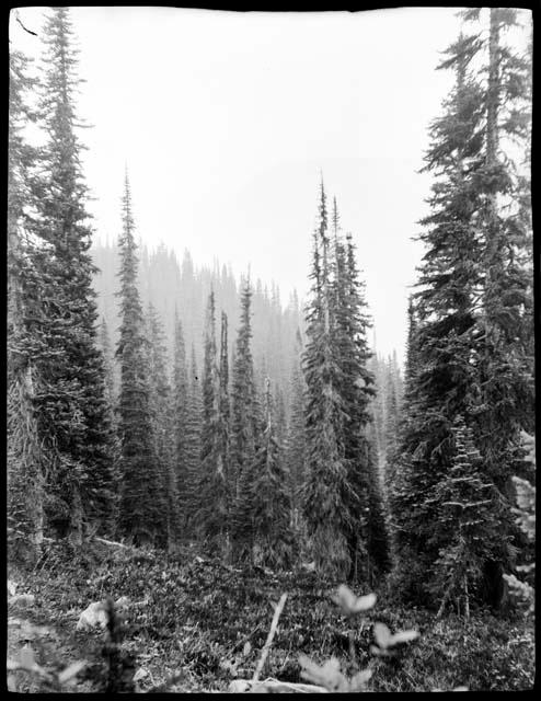 Forest near Emerald Lake