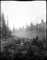 Clearing on hillside near Emerald Lake