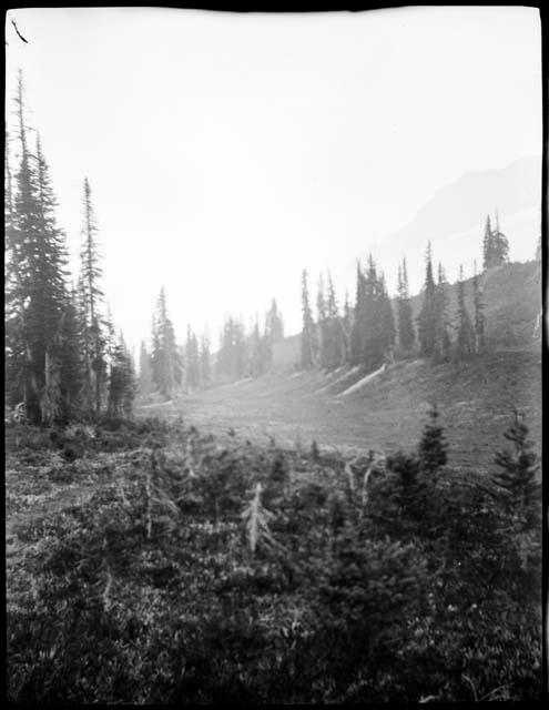 Clearing on hillside near Emerald Lake