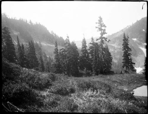 Trees in the Olympic Mountains