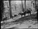 Men with pack horses on trail