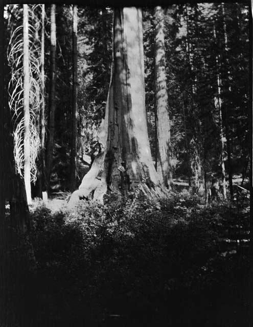 Sequoia trees in McKinley Grove