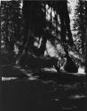 Horse standing in front of sequoia tree in General Grant Grove