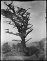 Monterey cypress tree