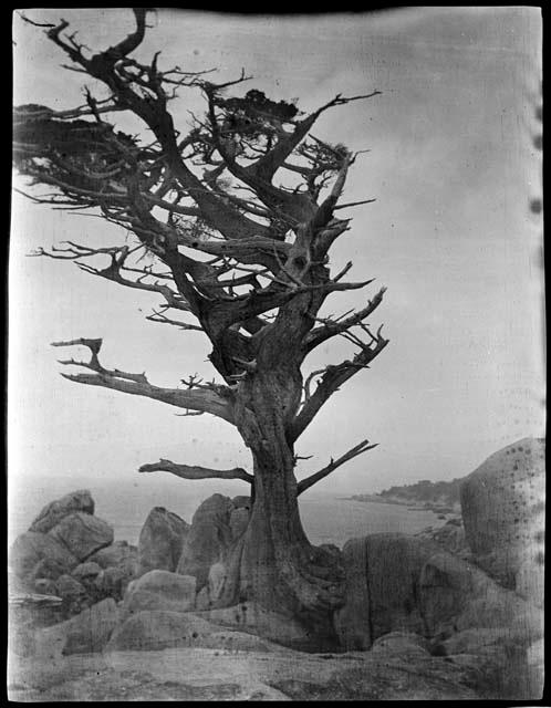 Monterey cypress tree