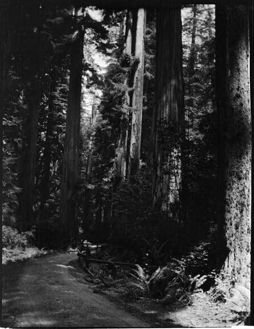 Redwood trees near Smith River