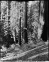 Redwood trees near Smith River