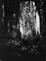 Redwood trees near Smith River