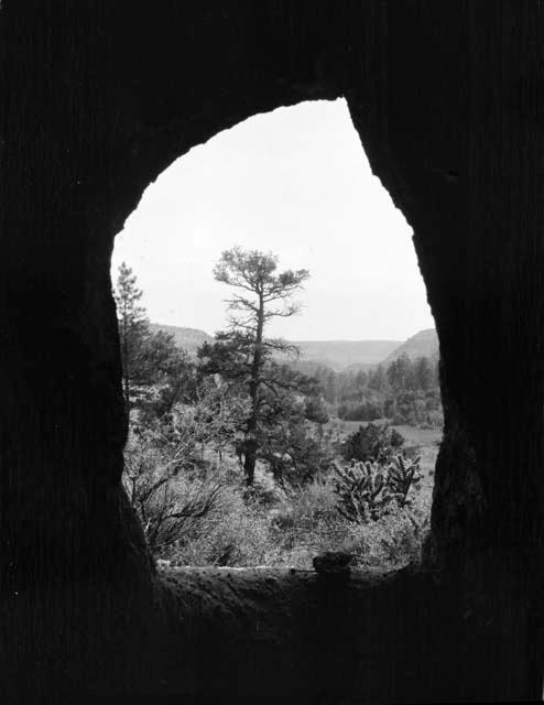 Tree, view from inside cliff dwelling