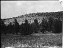 Trees, with cliff dwelling in background