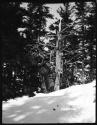 Roland B. Dixon standing next to a tree