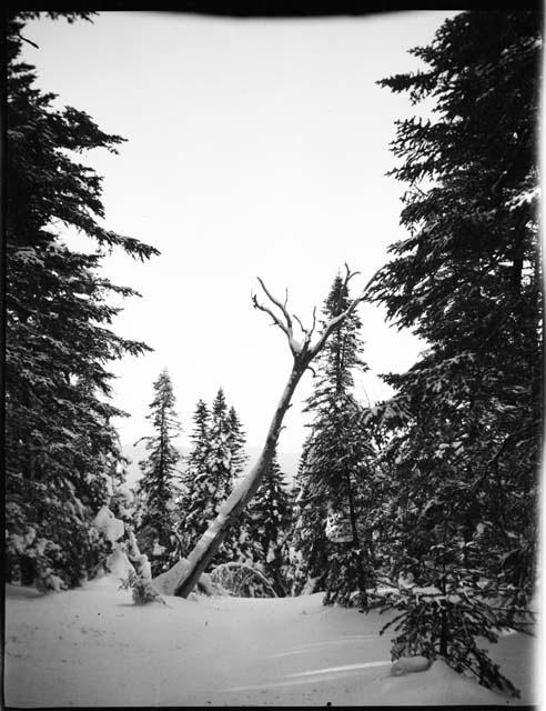 Dead tree covered with snow