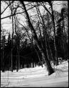 Trees in snow