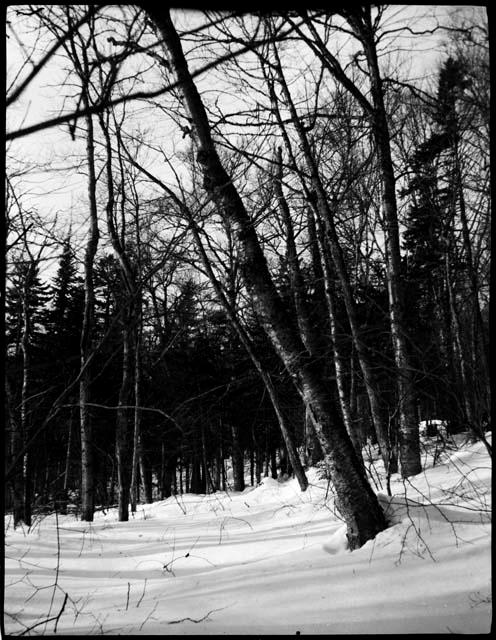 Trees in snow