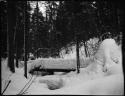 Snow covered log