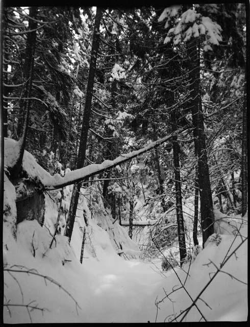 Snow covered trees