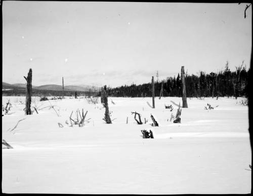 Tree stumps in snow, with trees in the background