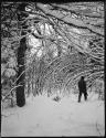 Man walking through snow, with trees in the background