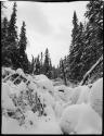 Snow covered trees