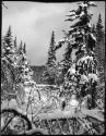 Snow covered trees