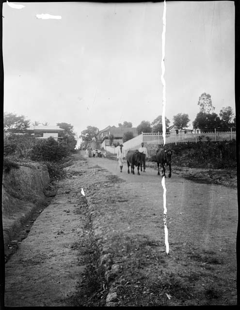 People and cattle walking down a street