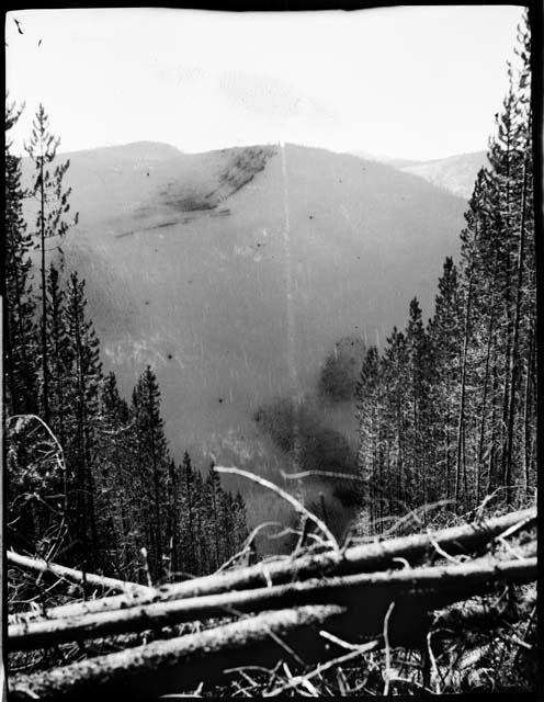 Slash through trees across Ashnola Mountain at the Canadian border